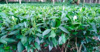 গাজীপুরে চা বাগান করে চমকে দিয়েছেন শিক্ষক লুৎফর রহমান