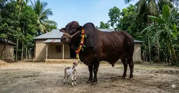 কোরবানির গরু কিনে ছাগল ফ্রি পেলে ছাগলের বিধান কী?