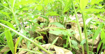 মেহেরপুরে পতিত জমিতে বস্তায় আদা চাষ বাড়ছে