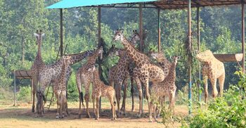 মারা গেলো গাজীপুর সাফারি পার্কের শেষ জিরাফটিও