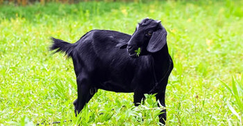 আকিকার জন্য কেনা পশু বিক্রি করা যাবে কি?