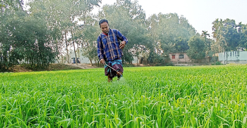 ঠাকুরগাঁওয়ে বিলুপ্তির পথে গমচাষ