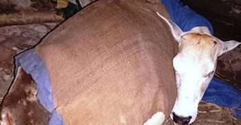 বাগানের ঘাস খাওয়ায় গরুর রগ কাটলো প্রতিবেশী