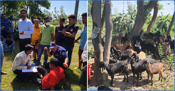 নল দিয়ে ছাগলের পেটে পানি ঢুকিয়ে ওজন বৃদ্ধি, ৯ জনের কারাদণ্ড