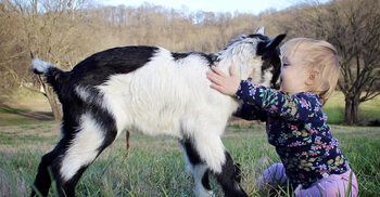 আকিকার মাংস কি শিশুর বাবা-মা খেতে পারবেন?
