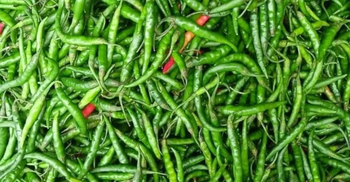Green chilli price comes down to Tk 200 per KG in Khulna