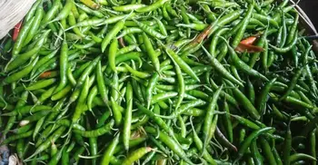 Green chilli prices hit Tk280 per kg in Dhaka