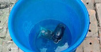 খেলতে গিয়ে পুলিশের লুট হওয়া ২ গ্রেনেড পেলো শিশুরা