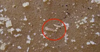 সুপারশপের গুড়ে কিলবিল করছিল পোকা, মালিকের বিরুদ্ধে মামলা