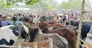 পশুর হাটে অ্যানথ্রাক্স ছড়ানোর ঝুঁকি