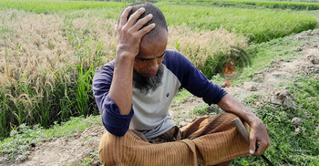 হাওরের ধানে ব্লাস্টের প্রাদুর্ভাব