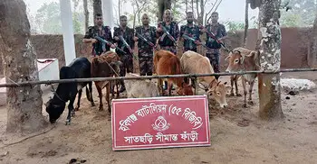 হবিগঞ্জ সীমান্তে ২৪ ভারতীয় গরু জব্দ