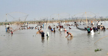 হবিগঞ্জে ঐতিহ্যবাহী ‘পলো বাওয়া’ উৎসব