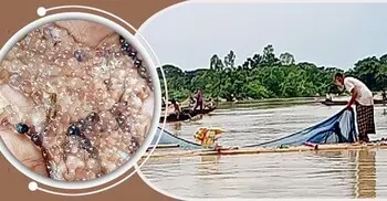 হালদায় নমুনা ডিম ছেড়েছে মা মাছ
