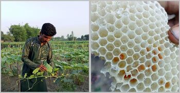 অফ সিজনে শসার ফুলের মধুতে মেতেছেন মৌচাষিরা