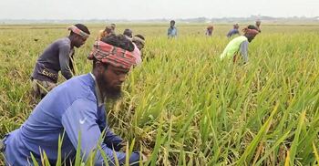 বজ্রপাতে ‘প্রাণহানির শঙ্কা’ নিয়েই ধান কাটায় ব্যস্ত কৃষক