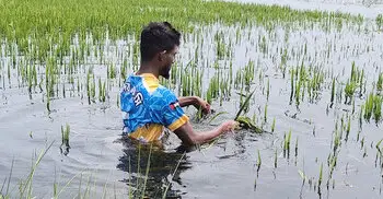 হাওরে পানিতে ভাসছে কৃষকের স্বপ্ন