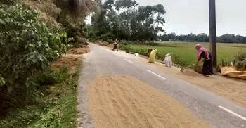 সূর্যের দেখা মিললেও হাওরে ধান পাওয়ার আশা নেই কৃষকের