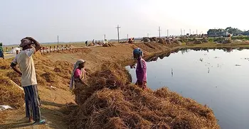 হাওরে গোখাদ্য সংকট, ঈদের আগেই অনেকে বিক্রি করছেন গবাদিপশু