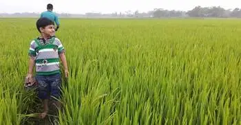 আগাম বন্যার ঝুঁকি, হাওরে বোরো নিয়ে শঙ্কা