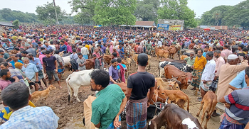 চুয়াডাঙ্গায় পশুহাটে ক্রেতা কম