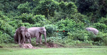 নিজভূমে পরবাসী হাতি, দখলদারদের কবজায় গারো পাহাড়