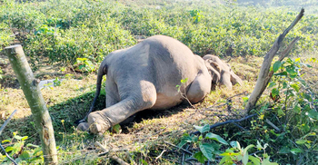কক্সবাজারে বৈদ্যুতিক তারে আটকে বন্যহাতির মৃত্যু