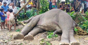 টেকনাফে বৈদ্যুতিক শক দিয়ে বন্যহাতি হত্যার অভিযোগ