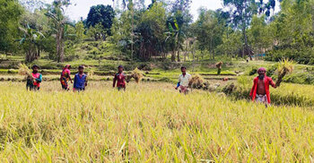 বন্যহাতির তাণ্ডব, আতঙ্কে আধাপাকা ধান কাটছেন চাষিরা