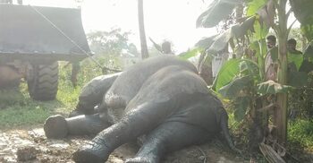 সিলেটে খাদে পড়ে থাকা পোষা হাতি উদ্ধার