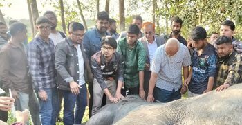 বাঁচানো গেলো না খাদে পড়া সেই পোষা হাতি