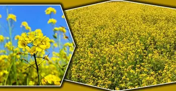 সরিষা ফুলের স্বাস্থ্য উপকারিতা