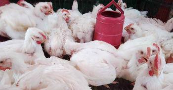 ব্রয়লার মুরগির দাম কেজিতে কমেছে ৭০ টাকা