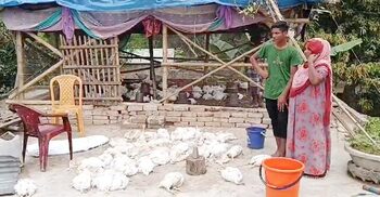 খামারে বিদ্যুৎ সংযোগ বিচ্ছিন্ন, মারা গেলো দেড়শ মুরগি