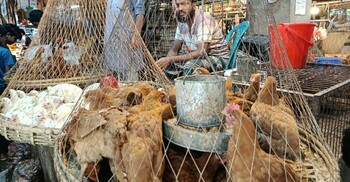 ঈদের আগে বাজারে মুরগির দাম চড়া