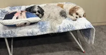 যুদ্ধের সময় কমান্ড সেন্টারে কুকুরের সঙ্গে থেকেছেন মার্কিন রাষ্ট্রদূত