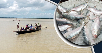 যে কারণে পদ্মায় মিলছে না ইলিশ