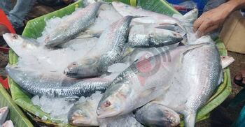 Govt allows export of 3000 tonnes of hilsa to India