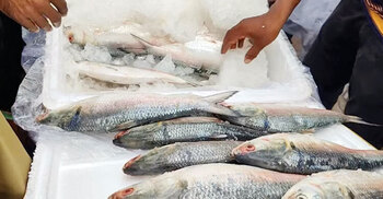 411 tonnes of hilsa exported to India in a week