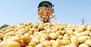 দু-একদিনের মধ্যেই শুরু ভারত থেকে আলু আমদানি