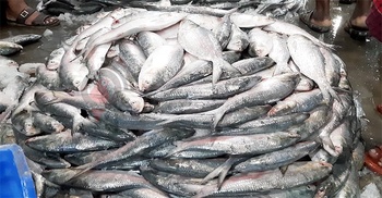 সরবরাহ বাড়লেও কমেনি ইলিশের দাম