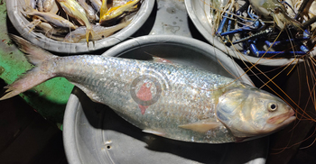 পায়রায় ধরা পড়লো ২ কেজির ইলিশ, বিক্রি হলো পাঁচ হাজারে