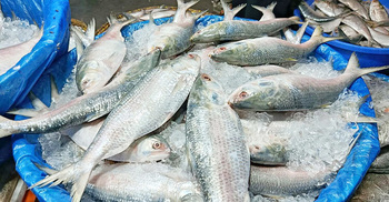 ৪ বছরের ব্যবধানে ইলিশ উৎপাদন কমেছে ৯ শতাংশ