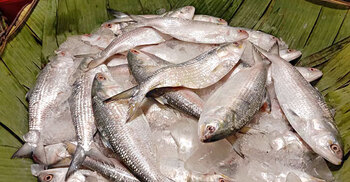 ইলিশের দাম কেজিতে বেড়েছে ৩০০-৪০০ টাকা