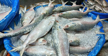 India to get 1,200 tonnes Bangladeshi hilsa at $12.5/kg ahead of Durga Puja