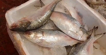 পশ্চিমবঙ্গের পাইকারি বাজারে বাংলাদেশের ইলিশ, কেজি ১৫০০ রুপি