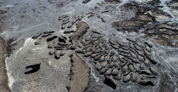 খরায় নদী শুকিয়ে কাদায় আটকে পড়লো জলহস্তীর পাল