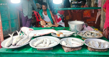 পায়রায় ইলিশের জালে ধরা পড়লো ১৩ কেজির পাঙ্গাশ