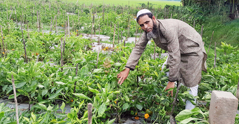নতুন জাতের ফসল উৎপাদনে ভরসা বদু মিয়া