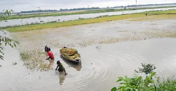 হবিগঞ্জে একদিনে ডুবলো ৬০০ হেক্টর জমির ধান, রয়েছে বন্যার শঙ্কা